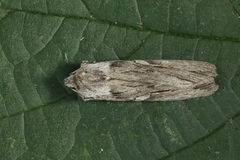 Lithophane leautieri