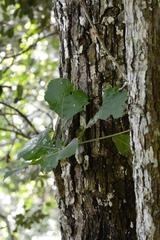Quercus segoviensis