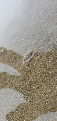 Oliva undatella