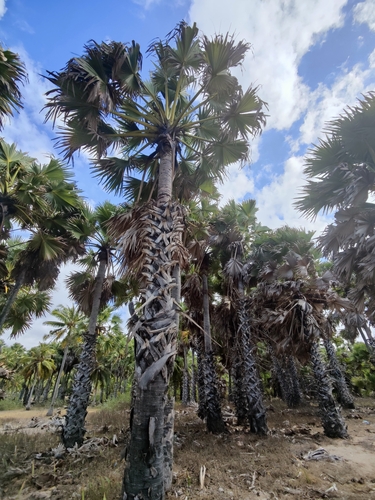 Asian Palmyra Palm