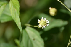 Lippia dulcis