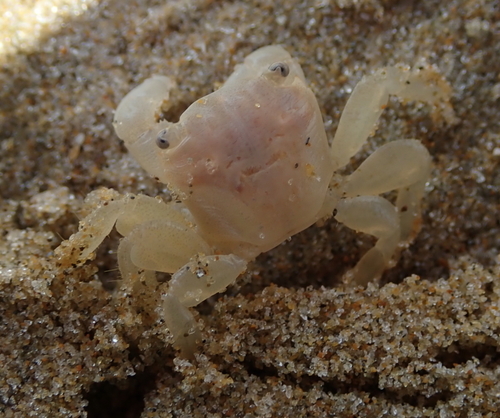 photo of Gulfweed Crab (Planes minutus)