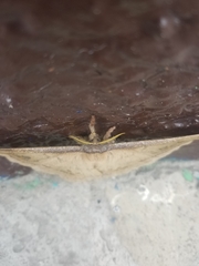 Copaxa multifenestrata