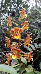 Otoglossum
