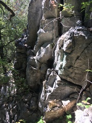 Myriopteris cooperae