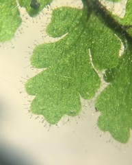 Myriopteris cooperae