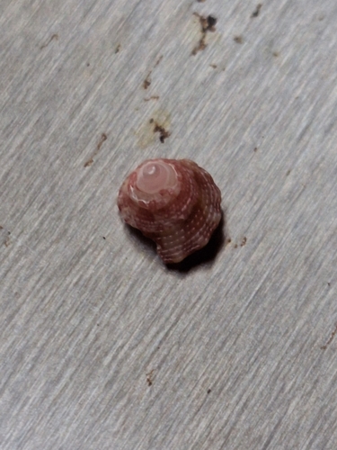 Trochus intextus observed 2025-07-01