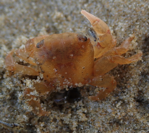 photo of Gulfweed Crab (Planes minutus)