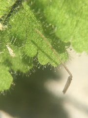 Myriopteris cooperae