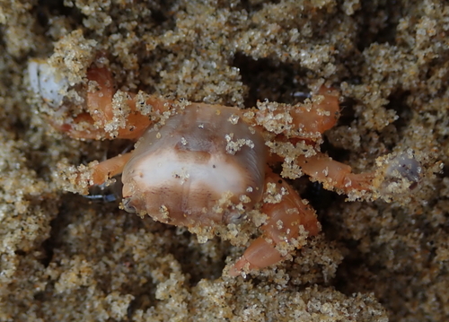 photo of Gulfweed Crab (Planes minutus)