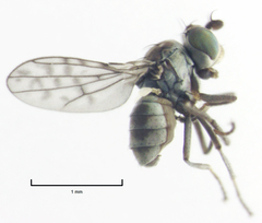 Nostima negramaculata