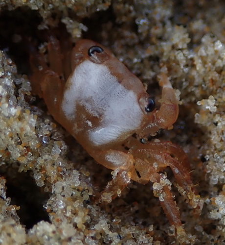 photo of Gulfweed Crab (Planes minutus)