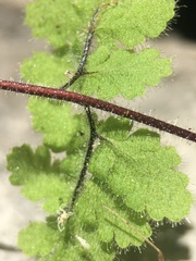 Myriopteris cooperae