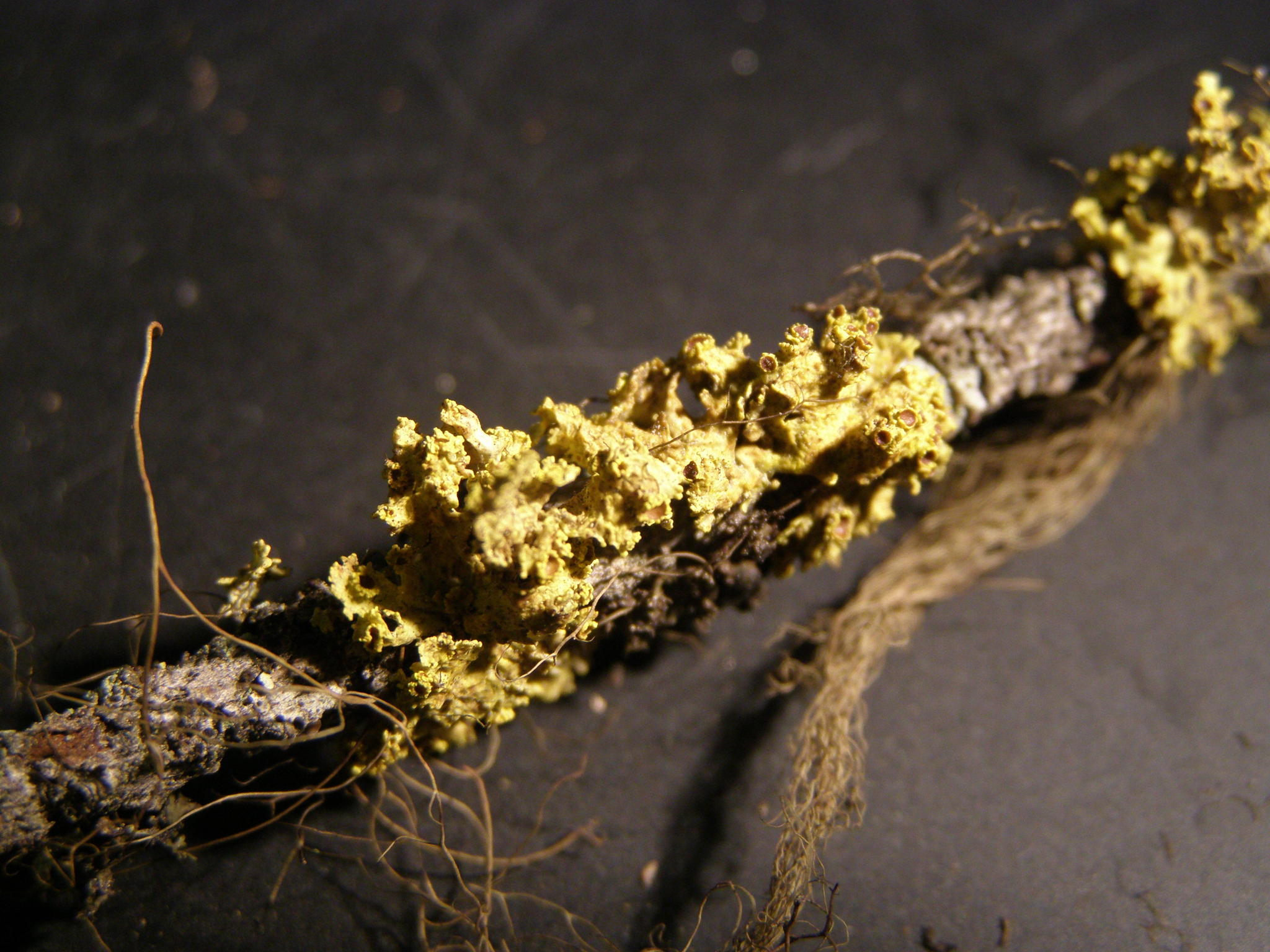 Vulpicida canadensis image