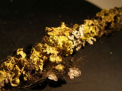 Vulpicida canadensis