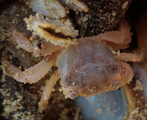 photo of Gulfweed Crab (Planes minutus)