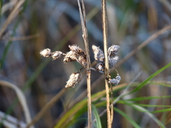 Bolboschoenus robustus