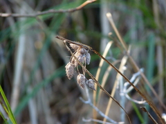 Bolboschoenus robustus