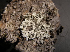 Parmeliopsis hyperopta