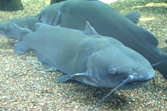 Channel Catfish photo 2