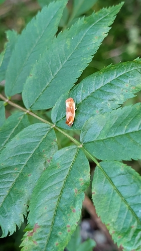 Ferruginous Eulia Moth photo 4