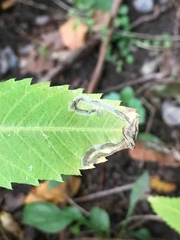 Liriomyza carphephori