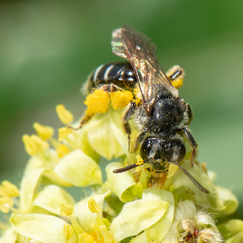 Rhacandrena