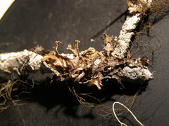 Tuckermanopsis chlorophylla