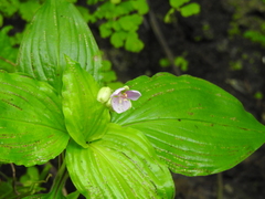 Tinantia macrophylla