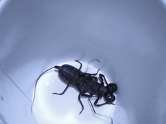 Mastigoproctus tohono
