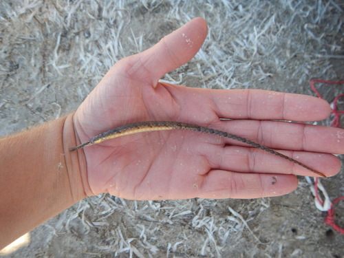 Chain pipefish (Syngnathus louisianae) — Syngnathidae — 2