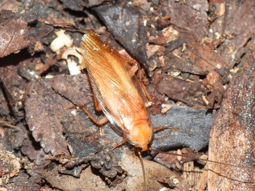 Turkestan cockroach