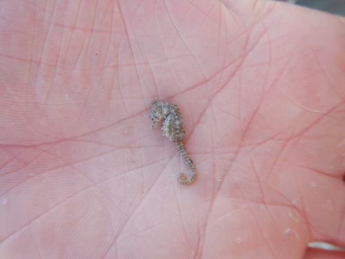 Dwarf Seahorse photographed in Texas