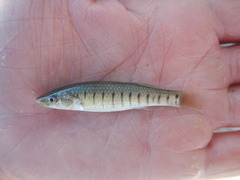 Fundulus similis