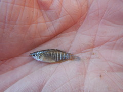 Fundulus xenicus