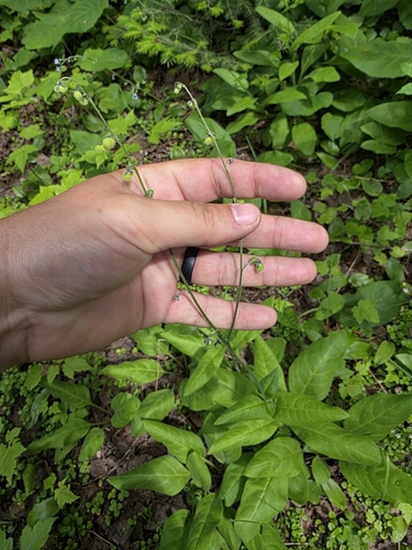 Northern Wild Comfrey (Andersonglossum boreale)