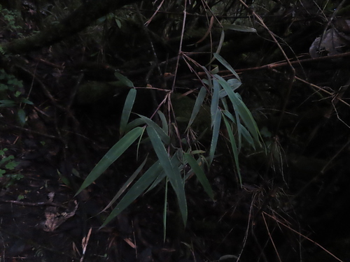 Chusquea scandens, photograph 4