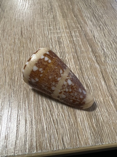 Conus ammiralis observed 2025-06-30