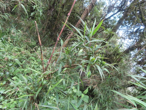 Chusquea scandens, photograph 3
