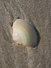 Austromactra rufescens