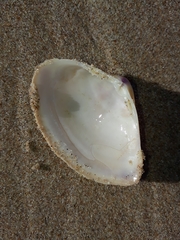 Austromactra rufescens