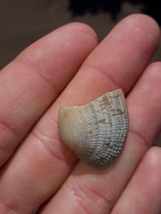 Irus crenatus