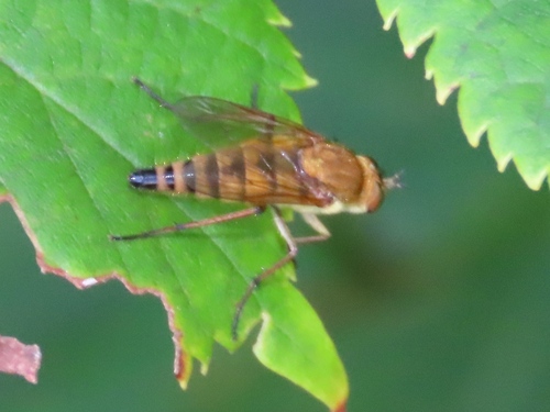 Common Stiletto, Voorschoten, Nederland, photo 10 of 10