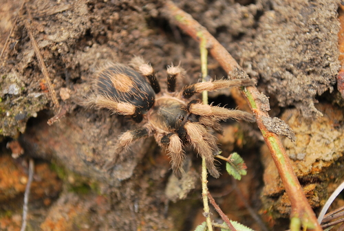 Mexican Dwarf Redleg Tarantula
