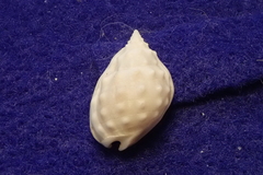 Nassarius granifer
