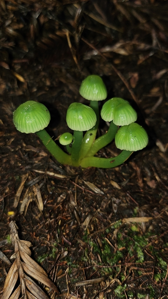 Gliophorus viridis · July 2025 · photo: © charliethomas (iNaturalist, cc0)