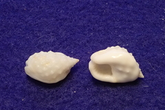 Nassarius granifer