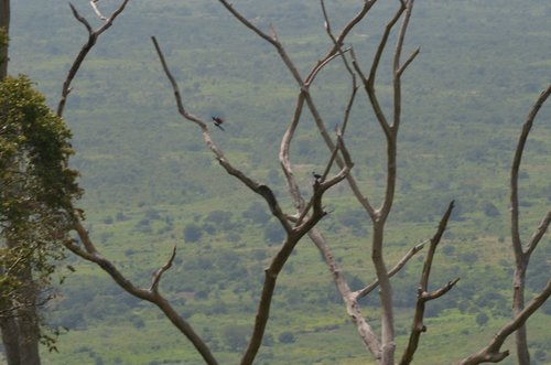 Red-winged Starling