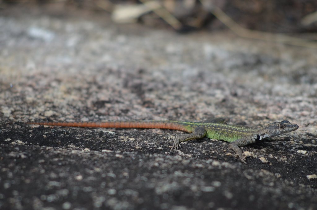 Spotted Flat Lizard
