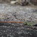 Spotted Flat Lizard - Photo (c) bewambay, some rights reserved (CC BY-NC), uploaded by bewambay